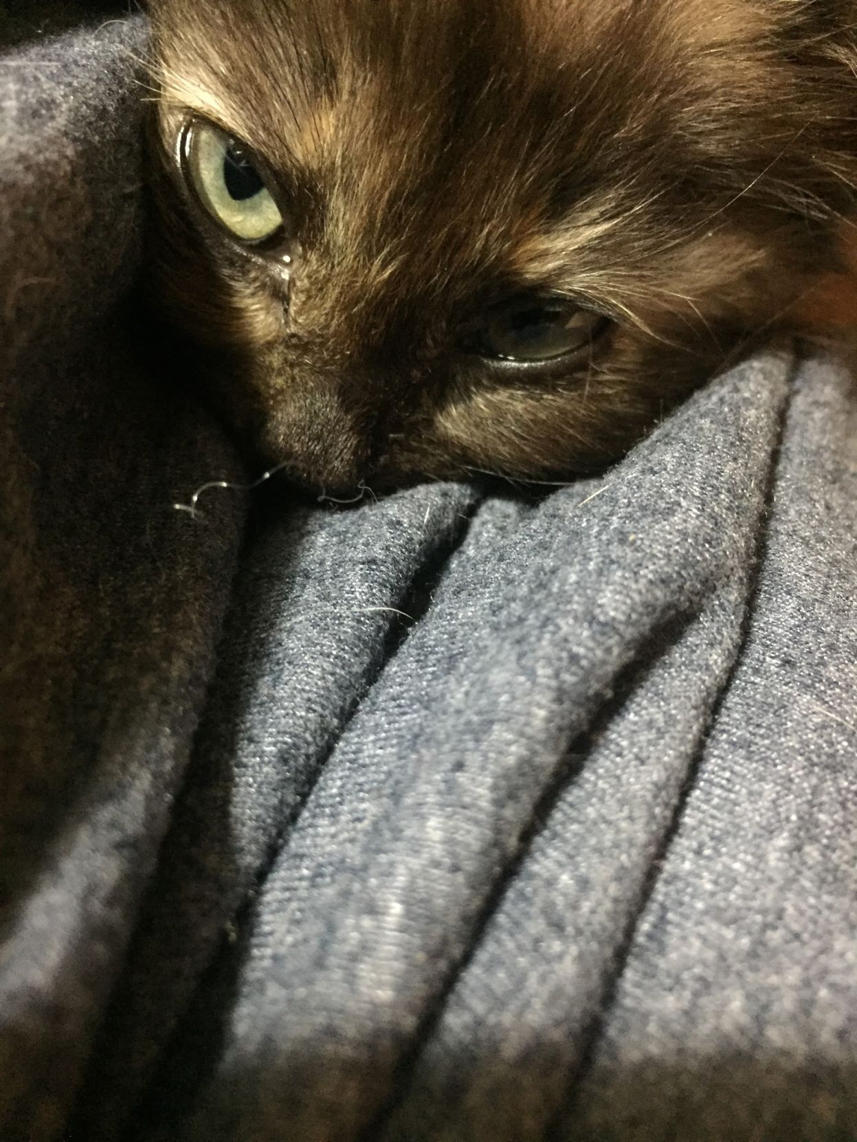Sadie